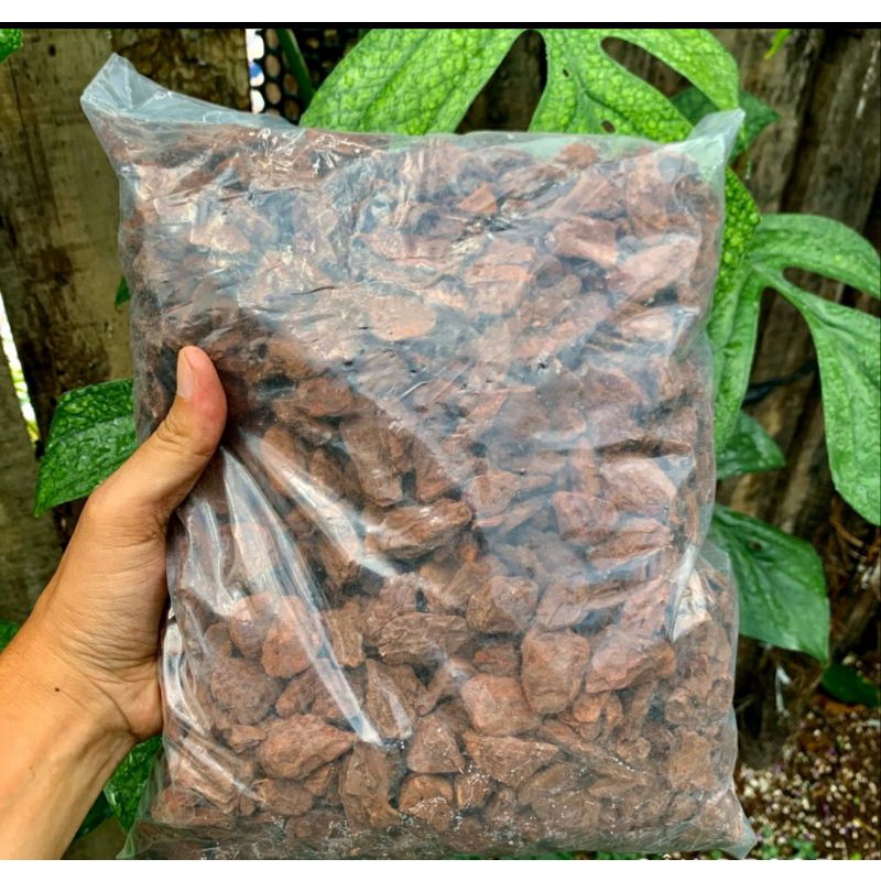 1Kg Vỏ Thông  Trồng Lan &Kiểng Lá