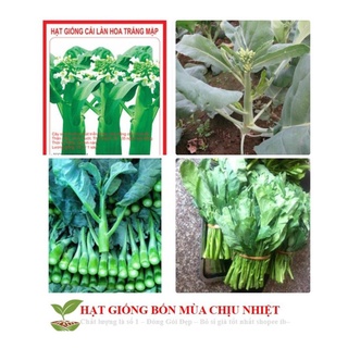 Hạt giống Cải Ngồng MậP 300 Hạt