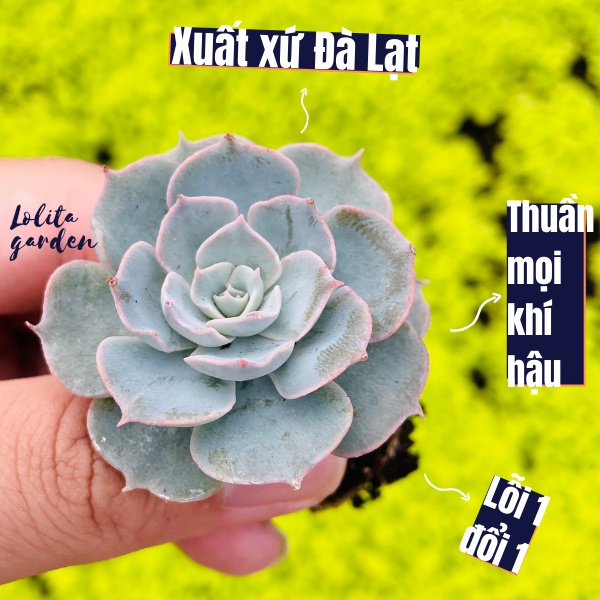 SEN ĐÁ HỒNG PHẤN SIZE MINI, HÀNG ĐÀ LẠT, SIÊU XINH SIÊU KHỎE, LỖI 1 ĐỔI 1