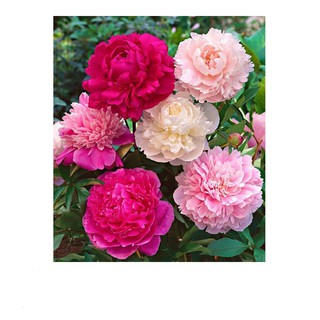 Hạt Giống Hoa Mẫu Đơn Kép Mix ( Gói 05 Hạt) ĐẾN MÙA TRỒNG TẾT  KHUYẾN MẠI SHOP MỚI HẠ GIÁ SỈ