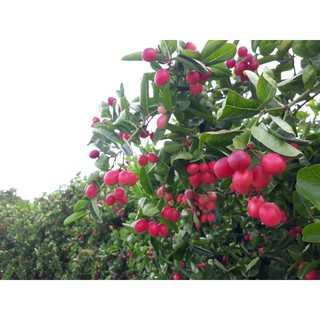 CÂY SIRO GIỐNG (CÂY SI RÔ GIỐNG)