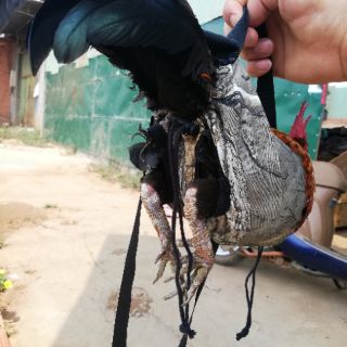 5 Túi đựng gà có 2 lỗ chân