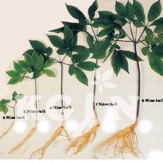 Hạt giống nhân sâm hàn quốc ( Gói 5 Hạt/kèm 3 Viên nén xơ dừa ươm hạt ) - STHG2