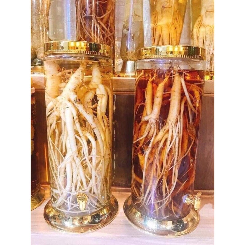 BÌNH RƯỢU SÂM NGÂM🌪🌪 💥💥💥TẾT UỐNG THOẢ GA💥💥💥