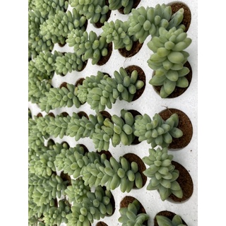 Sen đá vỉ chuỗi Ngọc bi 🌱🌱🌱
