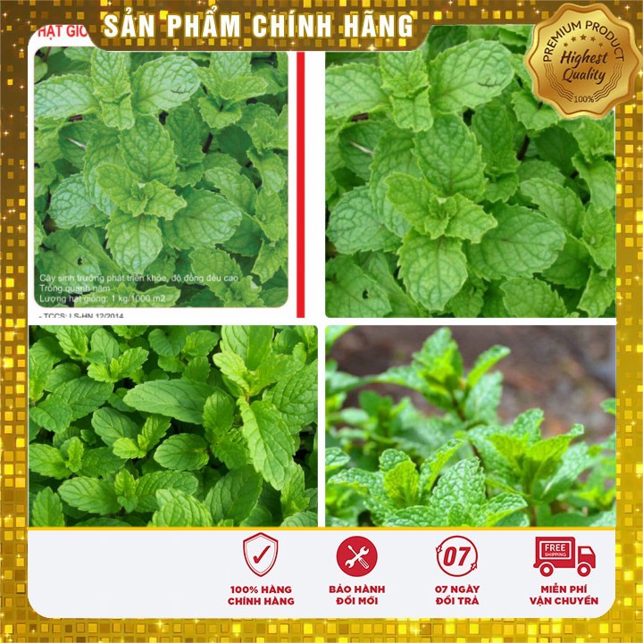 Hạt giống rau húng bạc hà (húng lủi ) - 0.1 gr