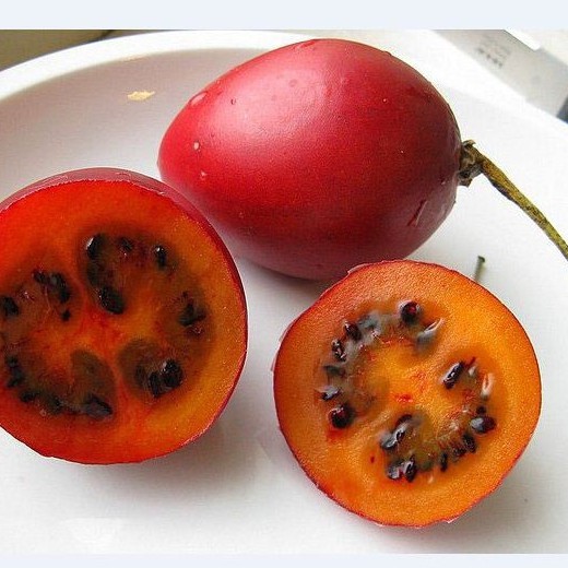 Hạt giống cà chua thân gỗ tamarillo 10 hạt - TẶNG 5 viên nén ươm hạt giống - HG1