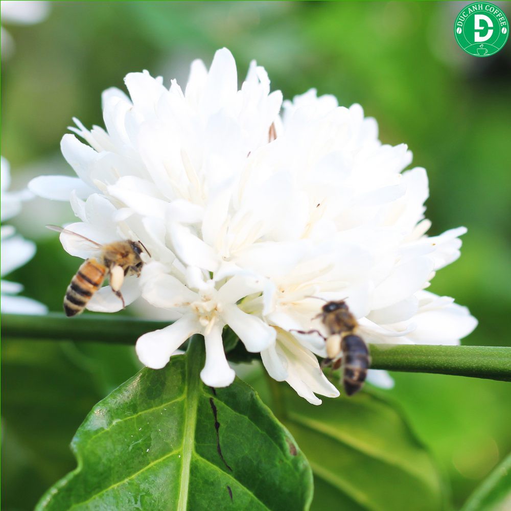 Mật ong rừng nguyên chất Nut Store 330ml