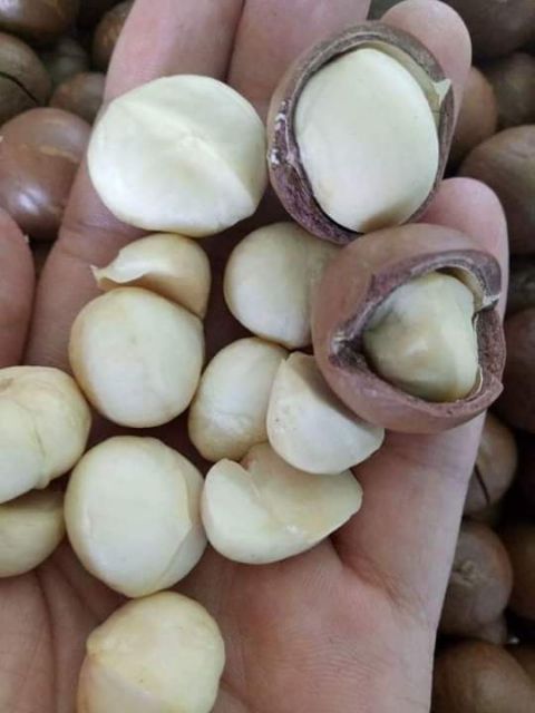 500g Măc Ca Đăk Lăk