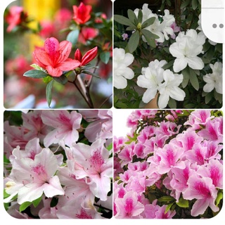 Cây giống đỗ quyên ta