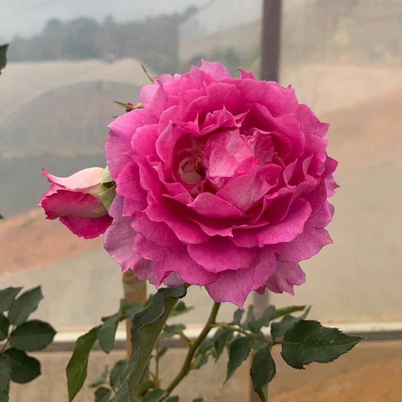 Hoa hồng ngoại Sheherazad - cây nguyên chậu