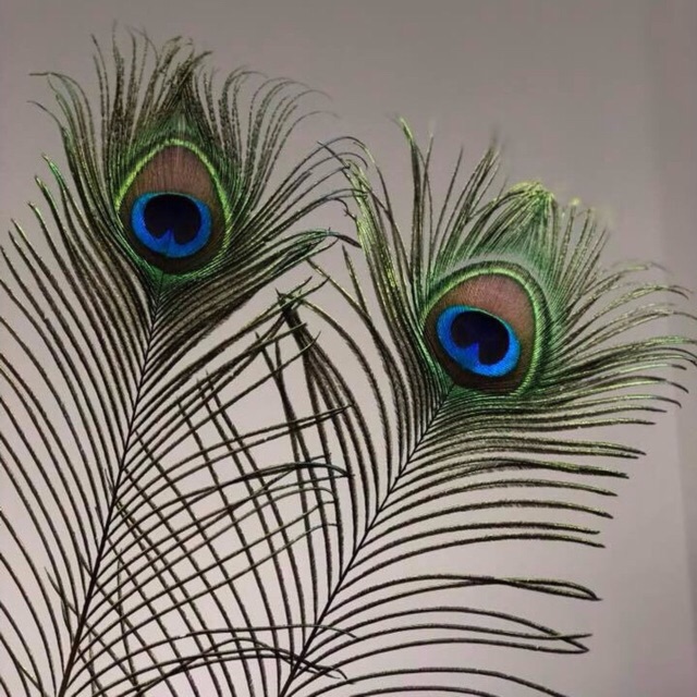 Combo 39 Lông công 95-100cm loại to đẹp | BigBuy360 - bigbuy360.vn