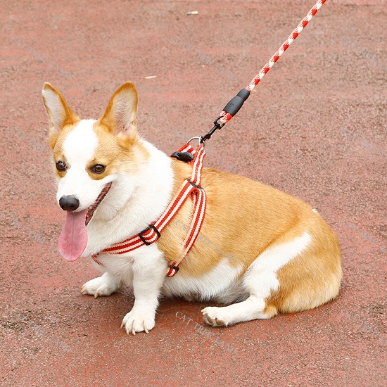 DÂY DẮT CHÓ MÈO KÈM ĐAI YẾM NGỰC - VÒNG CỔ MÈO CHÓ - DÂY XÍCH CHO THÚ CƯNG