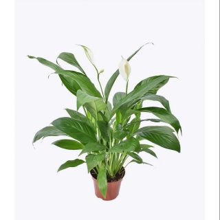 1 chậu hoa lan Ý Mỹ