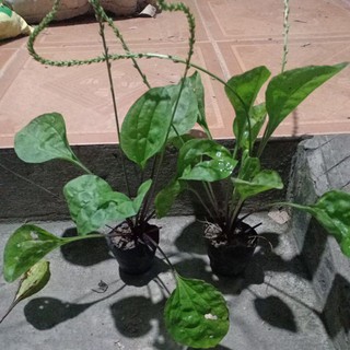 Cây giống bông mã đề