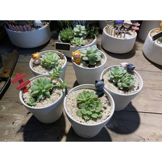 Chậu sen đá, xương rồng chưa gồm tiểu cảnh (chậu 1 cây)