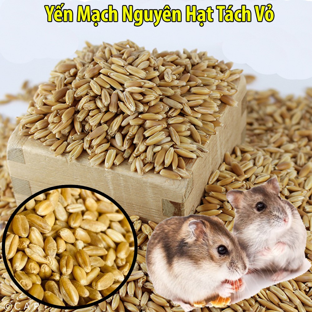 100g Yến Mạch Nguyên Hạt Tách Vỏ Giàu Dinh Dưỡng Cho Hamster-Rat-Đuôi Mập