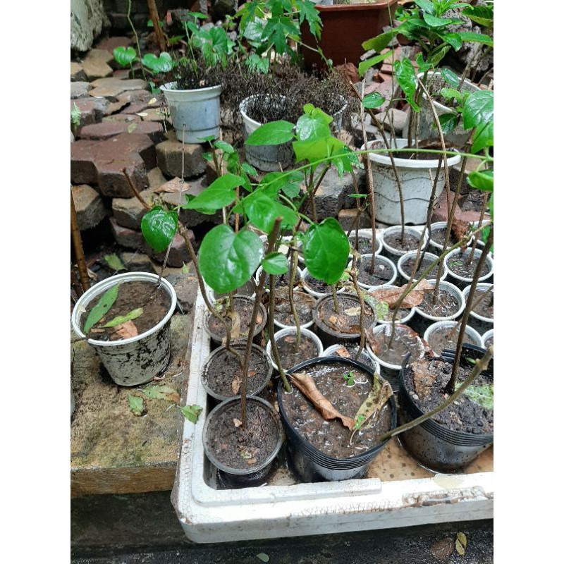 combo 2 cây giống hoa thiên lý