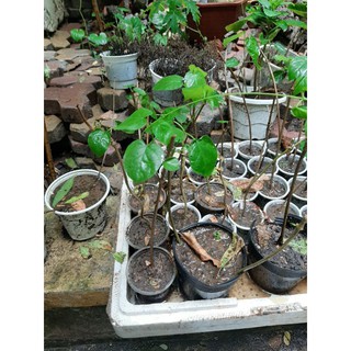 cây giống hoa thiên lý