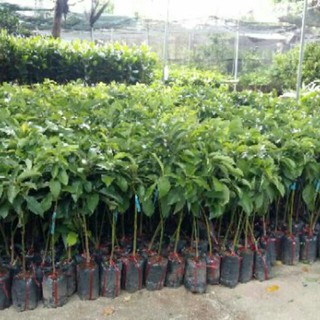 CÂY GIỐNG BƠ 034