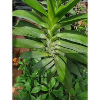 Hoa lan Giáng hương quế nâu