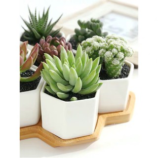Set chậu sứ trắng để bàn [Tặng kèm khay gỗ]