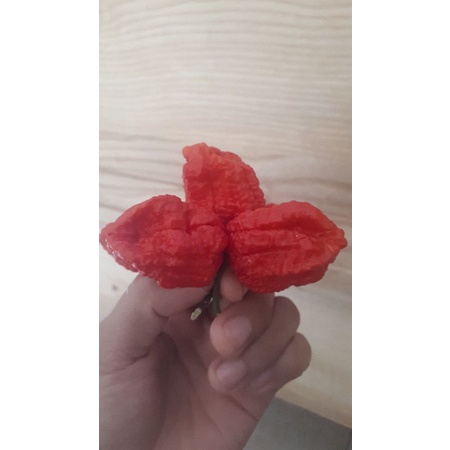 10 HẠT GIỐNG ỚT CAY CAROLINA REAPER