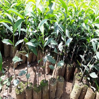 combo 3 bầu cây giống cây trà (chè ) xanh