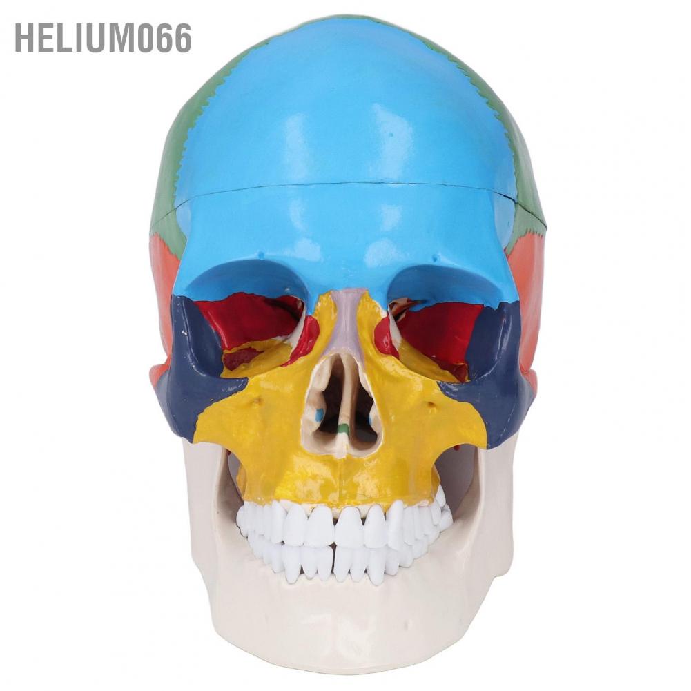 Mô Hình Hộp Sọ Người 3 Phần Với Bảng Màu Sắc Dành Cho Giảng Dạy Và Dạy Học Helium066