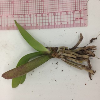 combo 50 cây tiểu hồ diệp mini