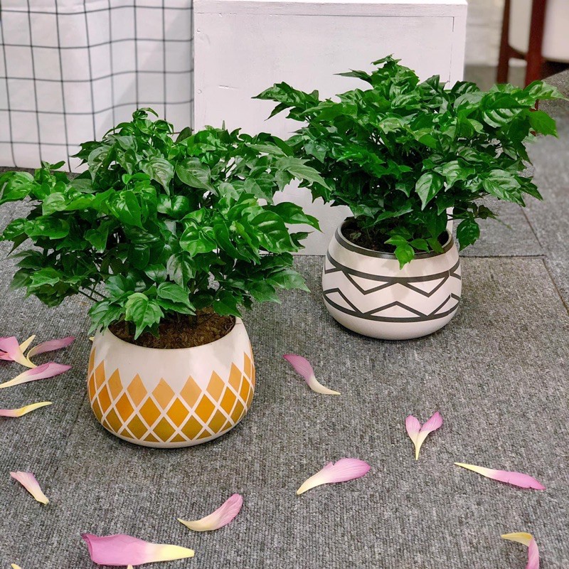 Hạnh Phúc bụi giống F1, khoẻ, đẹp y ảnh