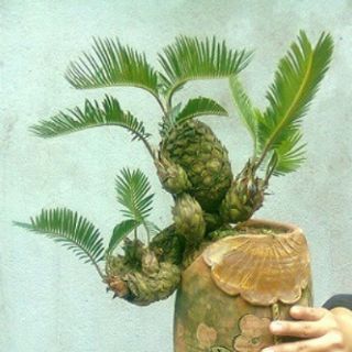 Cây vạn tuế, cây thiên tuế
