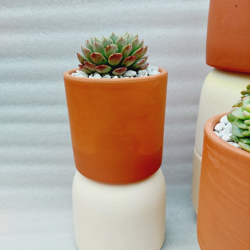 Chậu đất nung, Chậu sen đá - Trụ các kích thước từ 10cm đến 12cm
