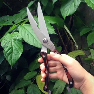 KÉO CẮT GÀ VỊT