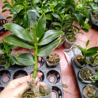 Hoa phong lan trầm rồng đỏ