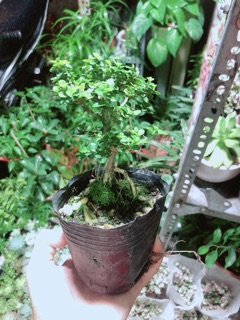 Cây Sam Hương (cao 12cm,ngang 7cm)