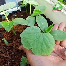 Hạt Giống Dưa Lưới Thiên Thanh 282 Phú Nông - Gói 10 Hạt 0.2g - Muskmelon