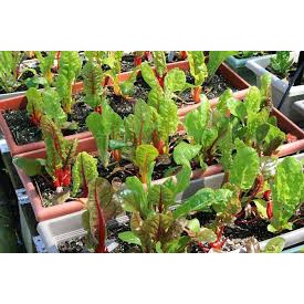 (Gói 120 hạt)Hạt giống cải cầu vồngdễ trồng kháng bệnh tốt năng suất cao-Tổng kho hạt giống giá rẻ