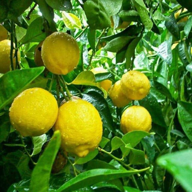 Cây giống chanh vàng Mỹ