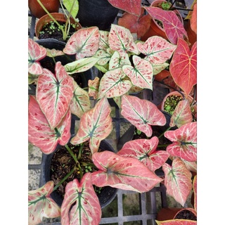 Cây môn dâu đỏ - caladium