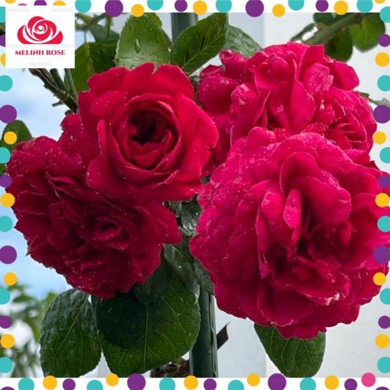 Hoa Hồng Leo Pháp Red Eden Màu Đỏ Tươi-Vườn Hoa Melinhrose
