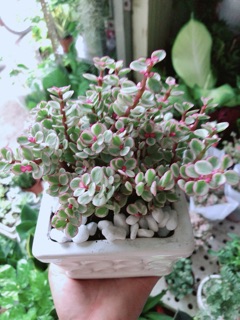 Chậu Cây Đô La Hồng