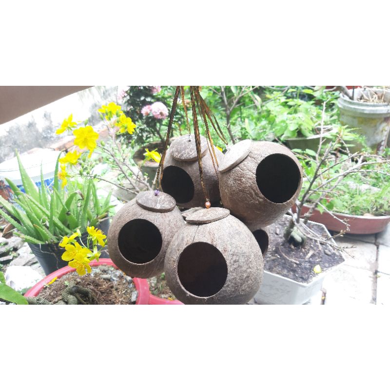 Gáo Tổ Chim/ Gáo Ổ Chuột/ Gáo Ổ Sóc/Gáo Đk 12cm_15cm_ sạch lông