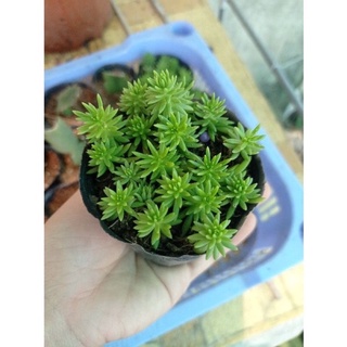 SEN ĐÁ SEDUM VÀNG/XANH