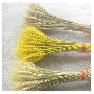 Bông lúa mạch vàng khô trang trí( 100 CÂY 70CM )