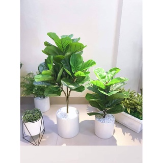 Cây bàng Singapore cao 70cm-Cây Giả