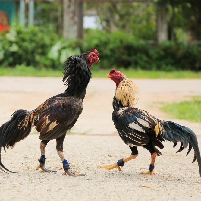 Bịt cựa cho gà đá hàng Thái Lan