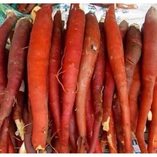 1KG SÂM CAU ĐỎ RỪNG TÂY BẮC