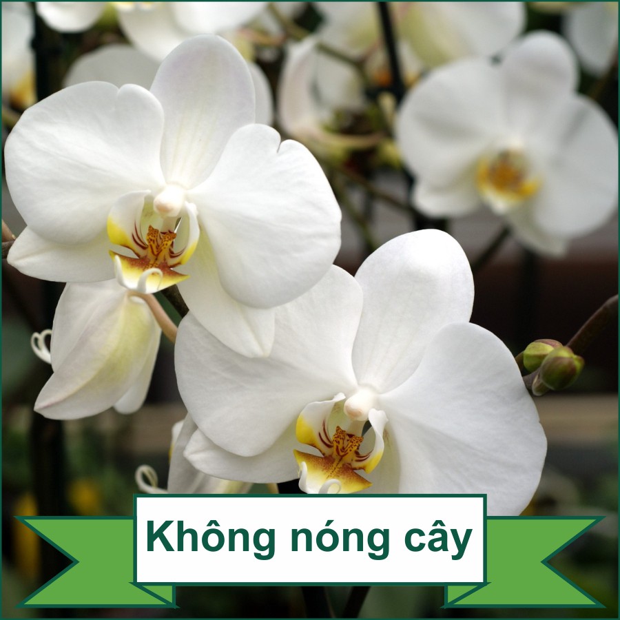 Phân trùn quế chậm tan cao cấp