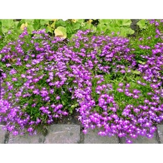 Hạt giống hoa Lobelia mix